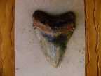 karensfossils 015.jpg